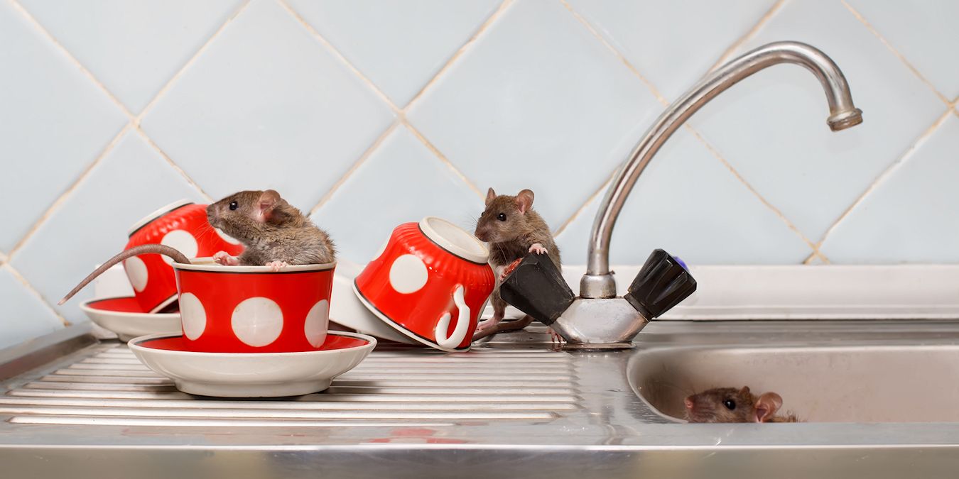 Rats have their way with a sink full of dishes in Lehigh Valley.