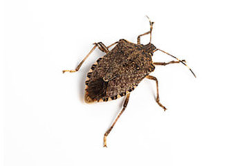 Bedbug on white background is no match for Lehigh Valley Pest.
