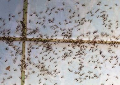 Ants swarm on a tile floorin a bathroom in Lehigh Valley.