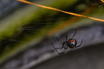 Black widow spider sits on a web outside a home in Lehigh Valley.