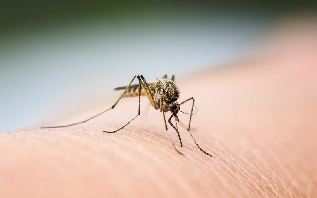 Mosquito takes a drink from the flesh of an unsuspecting victim in Lehigh Valley.