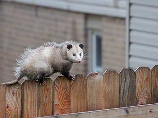 An opossum walks along the top of a fence between two houses in Lehigh Valley.