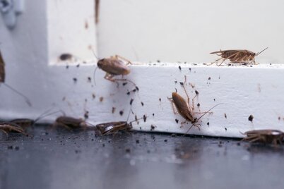 Cockroache infestation with aggregation droppings in a home in Lehigh Valley.