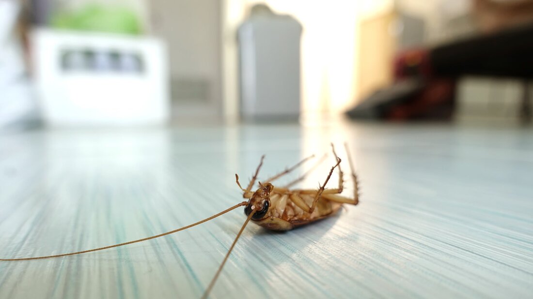 Cockroack laying dead on kitchen floor after being exterminated by Lehigh Valley Pest.