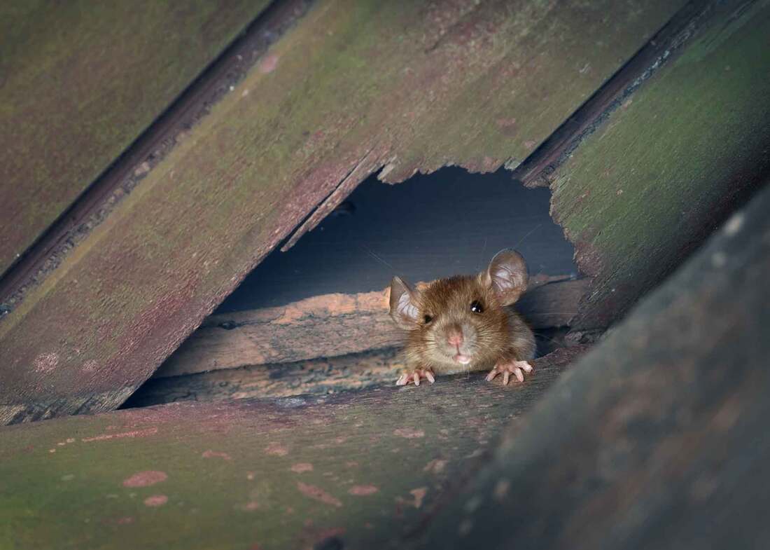Rat in the rafters of a residential attic in Lehigh Valley.