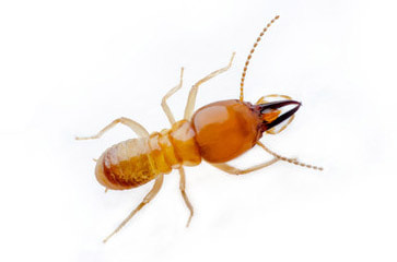 Termite extermination is the only solution for an infestation in Lehigh Valley.